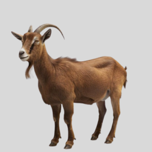 Red Sokoto Goat