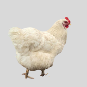Broilers