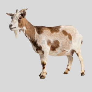 Goat Slot Sharing