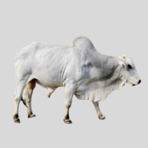 Bokolo Cow (Average)