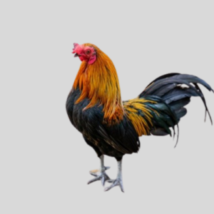 Indigenous Chickens (Local Breeds)