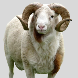Ram Slot Sharing