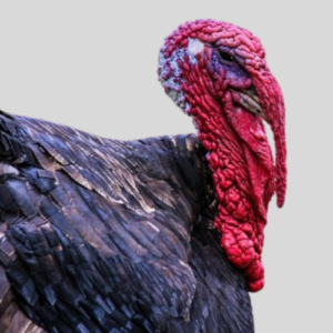 Local Breeds Turkey