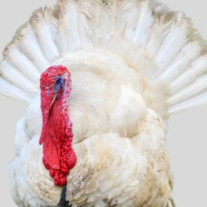 Broiler Turkeys