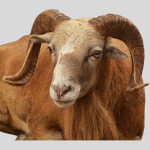 Uda Ram