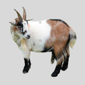 West African Dwarf Goat