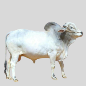 Cow Slot Sharing