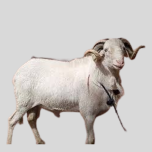 Uda Ram (Average)