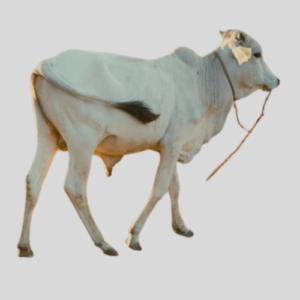 White Fulani (Average)