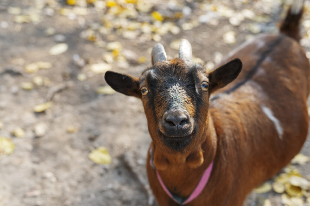 close-up-rural-farm-growing-goat