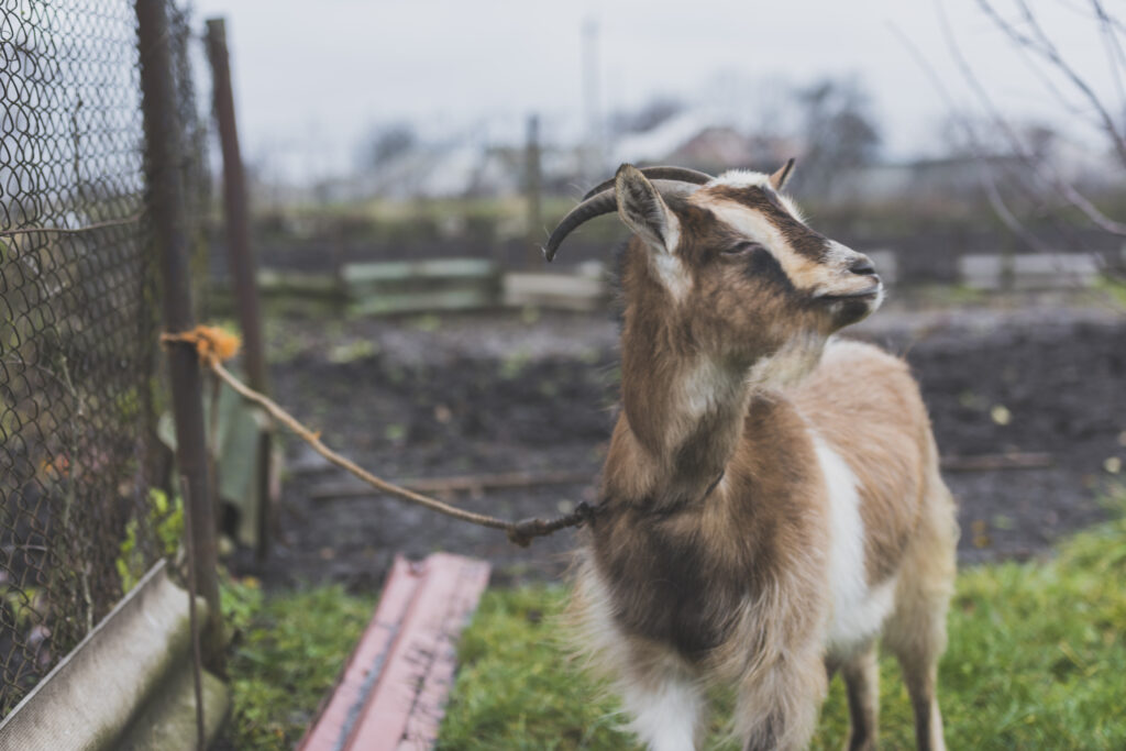 tied-pasturing-goat-grass